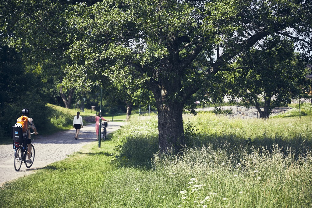 Cykelväg längs grön äng och en stort träd. 